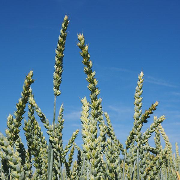 Grano tenero da granella